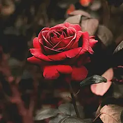 media_21513