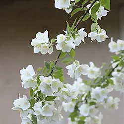 media_21509