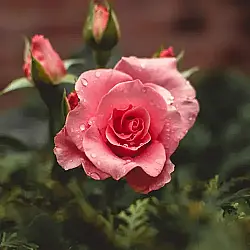 media_21540