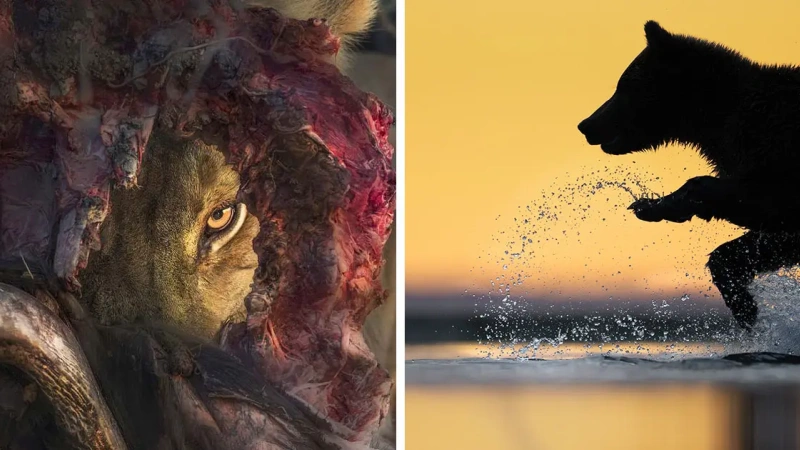 24 Award-Winning Wildlife Photos Shared By The Artist Gallery