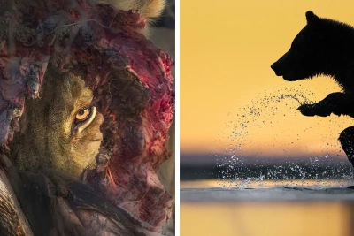 24 Award-Winning Wildlife Photos Shared By The Artist Gallery