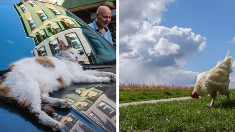 This Street Photographer Took 20 Pics Capturing Animals’ Odd And Hilarious Moments