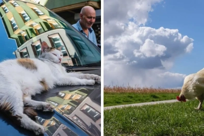 This Street Photographer Took 20 Pics Capturing Animals’ Odd And Hilarious Moments