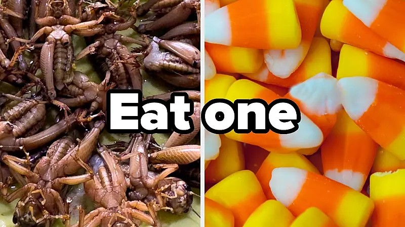 I'm Curious...Which Of These Things Would You Rather Do?