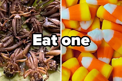 I'm Curious...Which Of These Things Would You Rather Do?