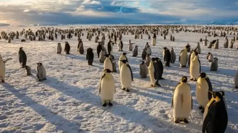 Good News For Penguins And Whales: The Antarctic Ross Sea Has Just Become The World's Largest Marine Reserve!