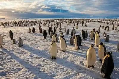 Good News For Penguins And Whales: The Antarctic Ross Sea Has Just Become The World's Largest Marine Reserve!