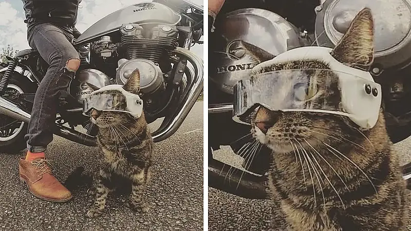 Owner Brings His Cat Everywhere And They Go On All Kinds Of Crazy Adventures Together (30 Pics)