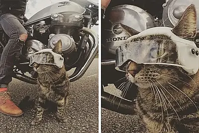 Owner Brings His Cat Everywhere And They Go On All Kinds Of Crazy Adventures Together (30 Pics)