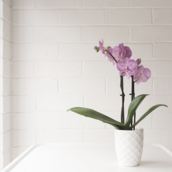 An orchid