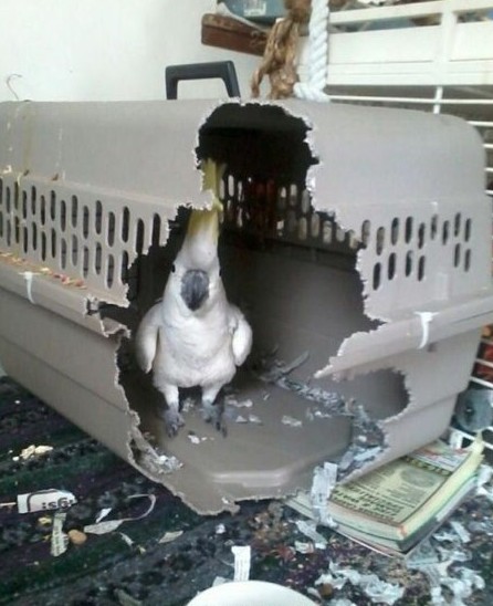 Wildlife that refuses to be tamed.