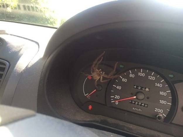 Hitchhikers that are no joke.