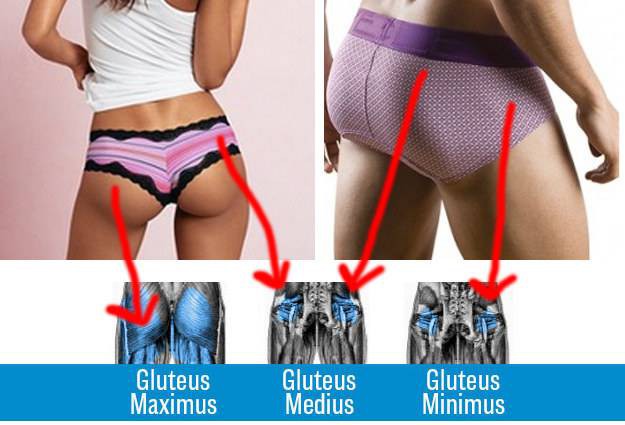 The first thing to know is that when we talk about butts, we’re talking about three muscles in your backside.
