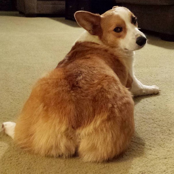 So if you want a bigger butt, you need to work on making those three muscles grow.