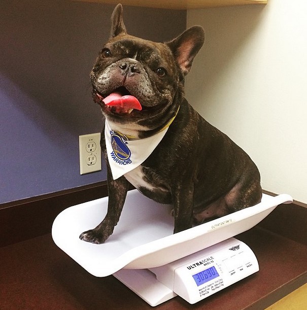 Don’t rely on a regular scale, because you want to be sure that the weight you’re losing is fat.