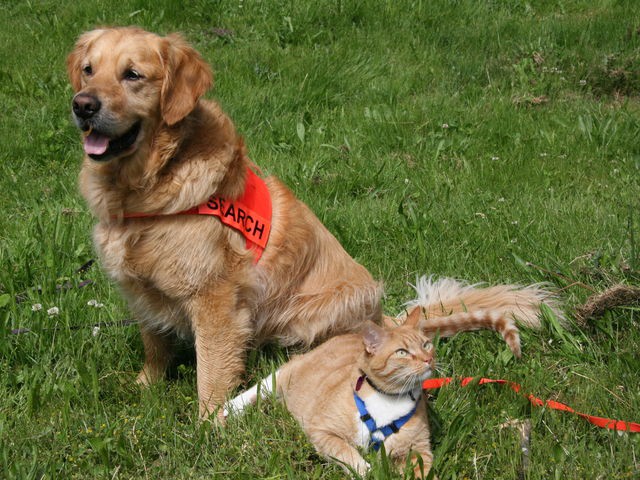 Dog Trainer Cat - Cheeto