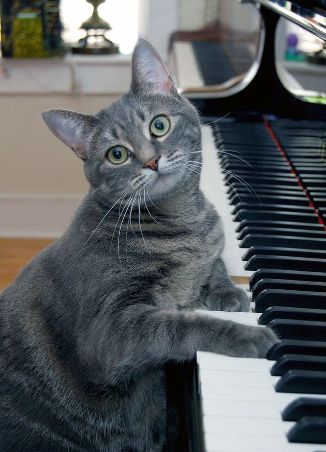 Musician Cat - Nora