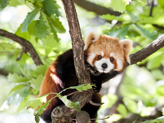 Red Panda