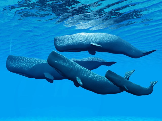 Sperm Whale