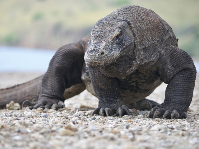 Komodo Dragon