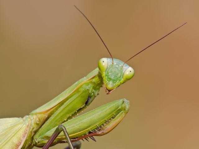 Praying Mantis
