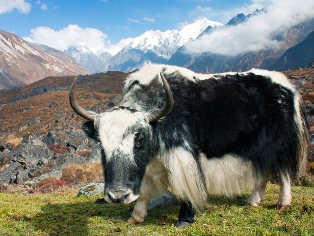 Wild Yak