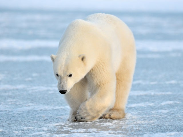 Polar Bear