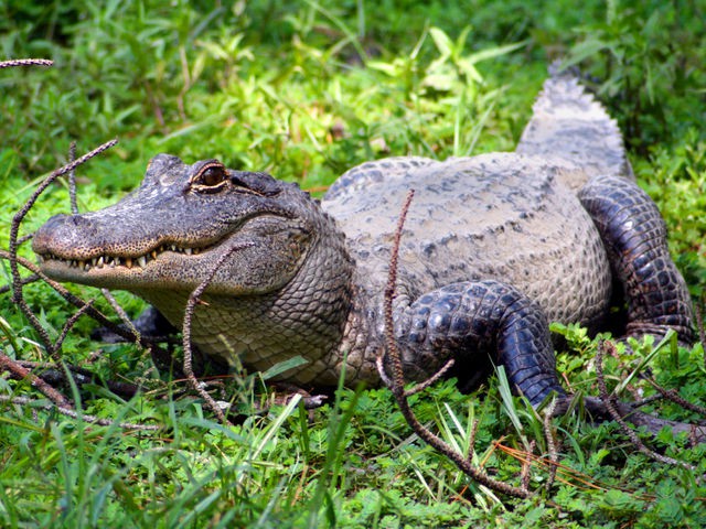 American Alligator