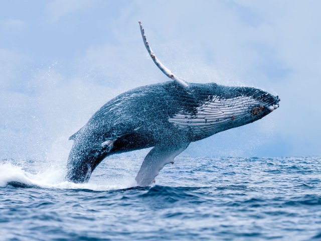 Humpback Whale