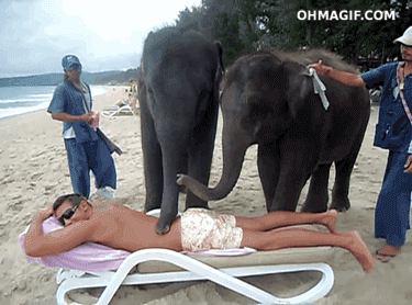  Elephant massage
