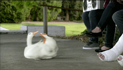 omg duckfight