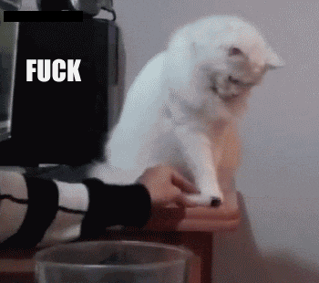  Fuck Everything Cat