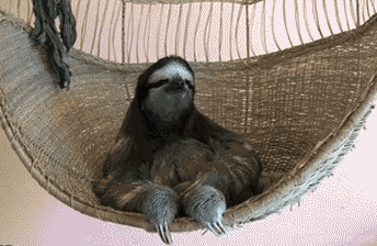  Sloth wisdom
