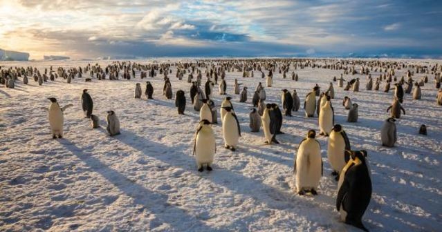 Do you agree that the Ross Sea should be a protected area?