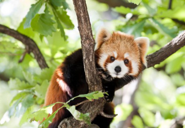 Are These Incredibly Adorable Animals Endangered?