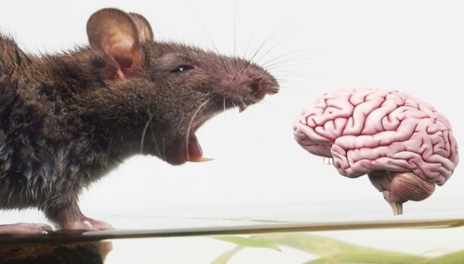 Scientists build digital rat brain in 'tour de force' - and a cyborg human mind could be next