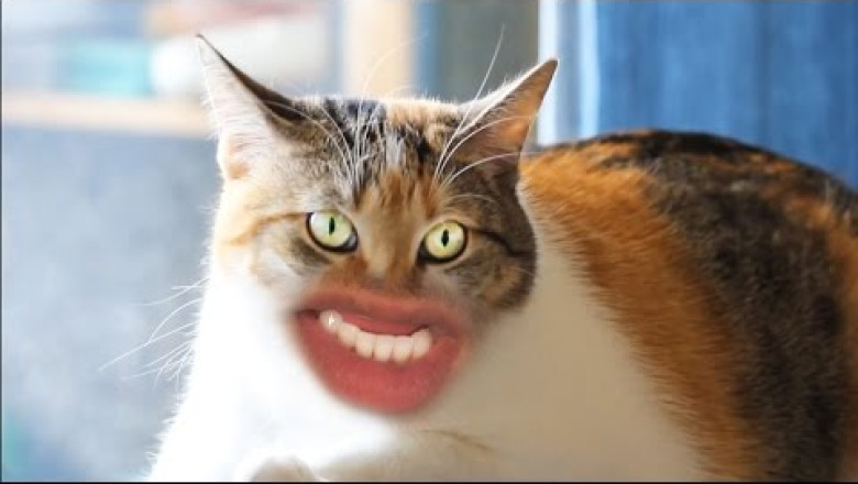 This Is Literally The Best Cat Video You've Ever Seen