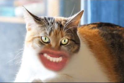 This Is Literally The Best Cat Video You've Ever Seen